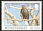 Turkey Vulture Cathartes aura