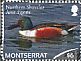 Northern Shoveler Spatula clypeata  2012 Ducks  MS