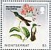 White-bellied Mountaingem Lampornis hemileucus  2014 Hummingbirds Sheet