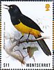 Montserrat Oriole Icterus oberi  2018 Birds  MS