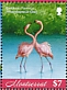 American Flamingo Phoenicopterus ruber