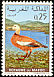 Ruddy Shelduck Tadorna ferruginea