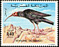 Northern Bald Ibis Geronticus eremita