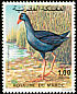 Western Swamphen Porphyrio porphyrio