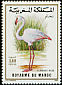 Greater Flamingo Phoenicopterus roseus