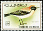 Desert Wheatear Oenanthe deserti  1989 Birds 