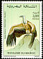 Griffon Vulture Gyps fulvus