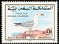 Audouin's Gull Ichthyaetus audouinii