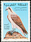 Western Osprey Pandion haliaetus