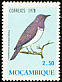 Violet-backed Starling Cinnyricinclus leucogaster