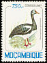 Spur-winged Goose Plectropterus gambensis