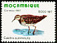 Long-toed Stint Calidris subminuta  1997 Aquatic birds 