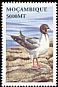 Swallow-tailed Gull Creagrus furcatus  2002 Seabirds 