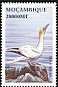 Northern Gannet Morus bassanus  2002 Seabirds 