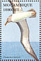 Buller's Albatross  Thalassarche bulleri