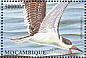 Black Skimmer Rynchops niger  2002 Seabirds  MS MS
