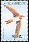 Alpine Swift Tachymarptis melba  2002 Birds of Africa 