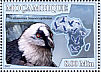 Bearded Vulture  Gypaetus barbatus