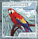 Scarlet Macaw Ara macao  2007 Parrots  MS