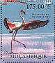 Greater Flamingo Phoenicopterus roseus