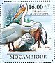 Great White Pelican Pelecanus onocrotalus  2011 Pelicans Sheet