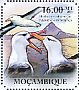 Black-browed Albatross Thalassarche melanophris  2011 Albatrosses Sheet