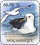 Atlantic Yellow-nosed Albatross  Thalassarche chlororhynchos