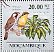 Greater Honeyguide Indicator indicator  2010 Tropical birds and flora Sheet