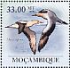 Cape Gannet Morus capensis  2010 Seabirds Sheet