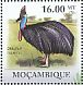 Southern Cassowary Casuarius casuarius  2011 International year of forests, Cassowary Sheet