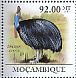 Southern Cassowary Casuarius casuarius  2011 International year of forests, Cassowary Sheet