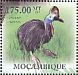 Southern Cassowary Casuarius casuarius