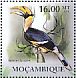 Great Hornbill Buceros bicornis