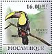 Yellow-throated Toucan  Ramphastos ambiguus