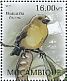 Lesser Koa Finch Rhodacanthis flaviceps †  2012 Extinct birds Sheet