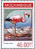 Andean Flamingo Phoenicoparrus andinus