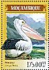 Australian Pelican Pelecanus conspicillatus  2014 Waterbirds  MS