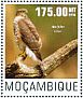 Eurasian Sparrowhawk Accipiter nisus