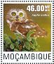Northern Saw-whet Owl Aegolius acadicus  2014 Owls Sheet