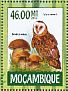 African Grass Owl Tyto capensis