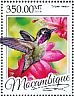 Costa's Hummingbird Calypte costae  2016 Hummingbirds  MS