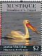 American White Pelican Pelecanus erythrorhynchos  2011 Birds of the Caribbean Sheet