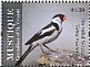 Pin-tailed Whydah Vidua macroura