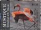 American Flamingo Phoenicopterus ruber