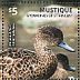 Chestnut Teal Anas castanea