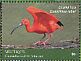 Scarlet Ibis Eudocimus ruber