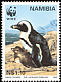 African Penguin Spheniscus demersus