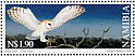 Western Barn Owl Tyto alba