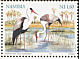 Wattled Crane Grus carunculata  1999 Wetlands of Namibia: Oshana, Etosha pan, Popa rapids, Sandwich harbour 