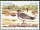 Rock Pratincole Glareola nuchalis  1999 Wetlands of Namibia: Oshana, Etosha pan, Popa rapids, Sandwich harbour 